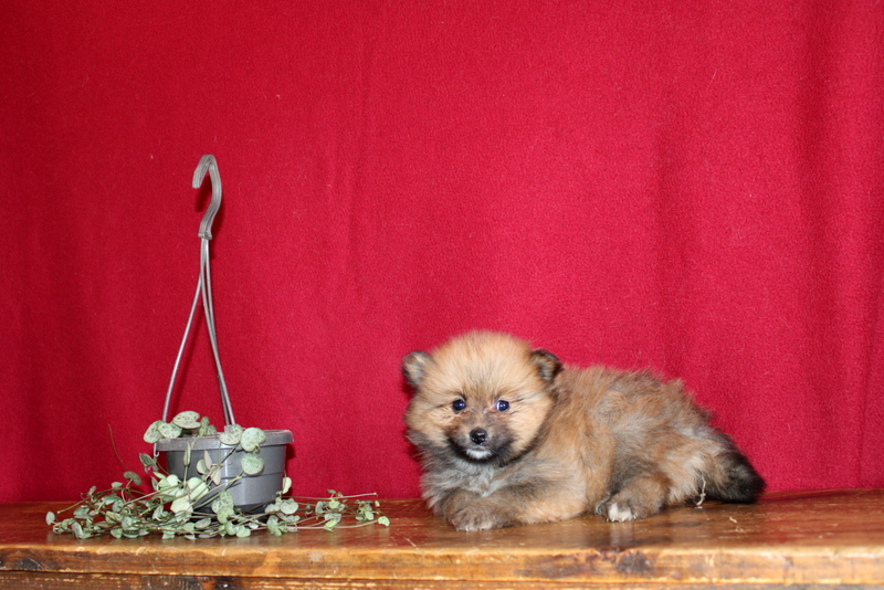 puppy, for, sale, Pomeranian, Matthew B. Stoltzfus, dog, breeder, Gap, PA, dog-breeder, puppy-for-sale, forsale, nearby, find, puppyfind, locator, puppylocator, aca